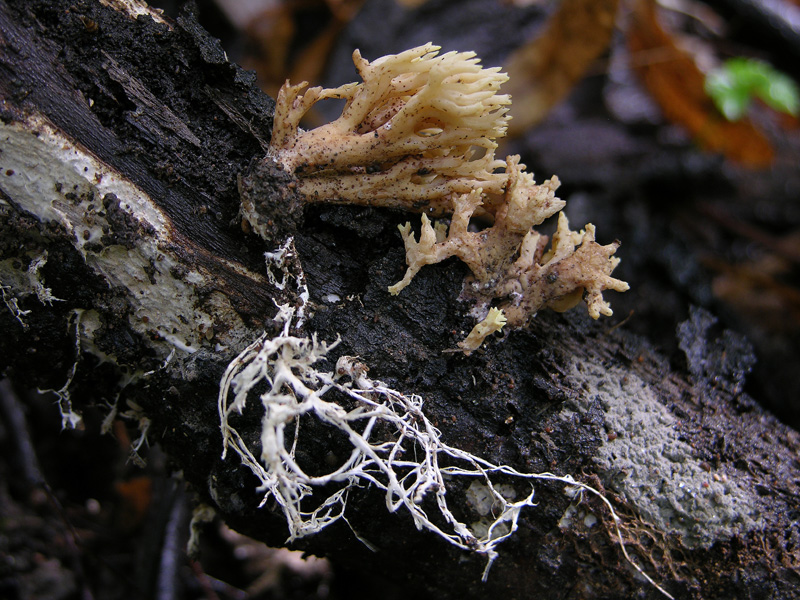 Clavulina sp.?